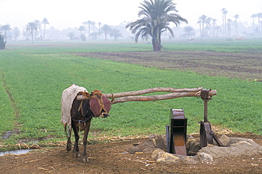 Irrigation by sakiya with ox, the Fayoum, Middle Egypt, Egypt, North Africa, Africa