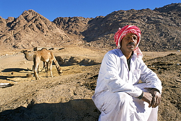 Bedu nomad with camels, near Mount Sinai, Sinai, Egypt, North Africa, Africa