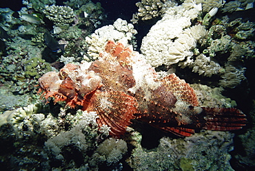 Deadly stone fish, off Sharm el-Sheikh, Sinai, Red Sea, Egypt, North Africa, Africa