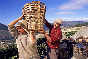 Grape pickers lifting baskets, Quinta do Bomfim, Douro, Portugal, Europe