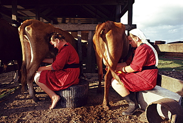 Traditional Mennonite girls miling cows, Camp 9, Shipyard, Belize, Central America