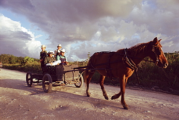 Traditional Mennonite family with pony and trap, Camp 9, Shipyard, Belize, Central America