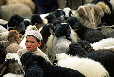 Uighur boy surrounded by sheep, Sunday Market, Kashi, Xinjiang, China, Asia