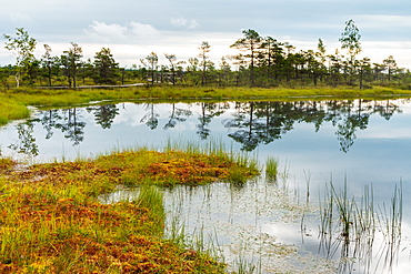 Lake in the Kemeri Bog, Jurmala, Latvia, Europe