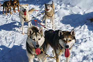 Six husky dog team pauses in the snow after safari, Husky Farm, Torassieppi, Lapland, Northern Finland, Europe