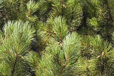 Close up of Scots Pine leaves or needles, Pinus sylvestris