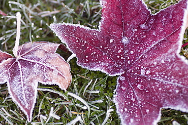 Close up of frost covered maple leaf and grass