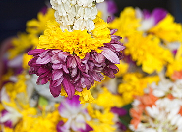 Flower garlands on a stall for temple offerings, Little India, Singapore, South East Asia