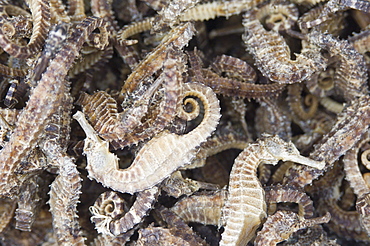 Dried seahorses for sale in seafood shop, Chinatown, Singapore, South East Asia