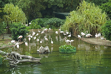 Flamingoes in Kowloon Park, Tsim Sha Tsui, Hong Kong, China, Asia