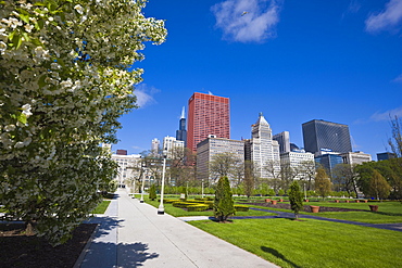 Spring blossom in Grant Park, Chicago, Illinois, United States of America, North America