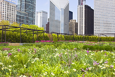 The Lurie Garden, Millennium Park, Chicago, Illinois, United States of America, North America