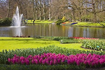 Keukenhof, park and gardens near Amsterdam, Netherlands, Europe