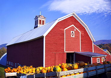 Crates of Pumpkins Outside a Farmhouse in Vermont, New England, USA