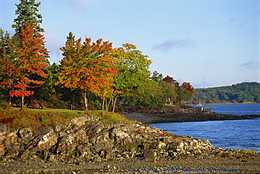 Rocky shoreline and trees in fall colours at the scenic harbour, Bar Harbour, Maine, New England, United States of America, North America