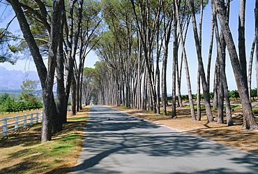 Avenue of trees, Stellenbosch, South Africa 