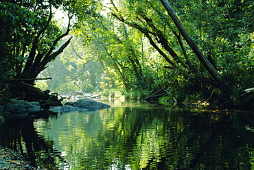 Rainforest, Cape Tribulation National Park,Queensland, Australia