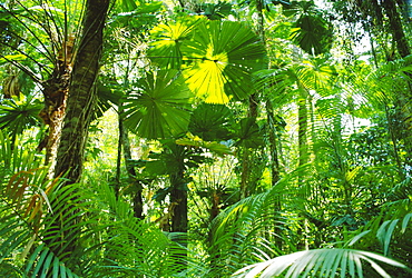 Rainforest canopy, Cape Tribulation National Park, Queensland, Australia