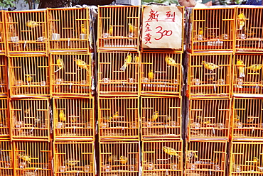 Caged birds for sale, Yuen Po Street, Bird Garden, Mong Kok, Kowloon, Hong Kong, China, Asia