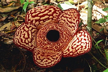 The Rafflesia, biggest flower in the world, no leaves and parasitises Tetrastigma vine, Sabah, Borneo, Malaysia, Southeast Asia, Asia