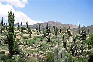 Cardones growing in the altiplano desert near Tilcara, Jujuy, Argentina, South America