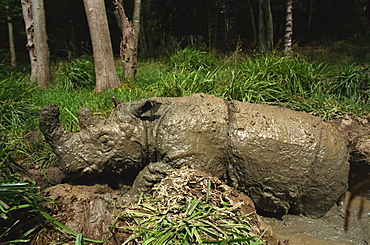 Male Torgamba, hairy rhino (Sumatran rhino), near extinct as only 500 left, in captive breeding programme, Port Lympne Zoo, Kent, England, United Kingdom, Europe