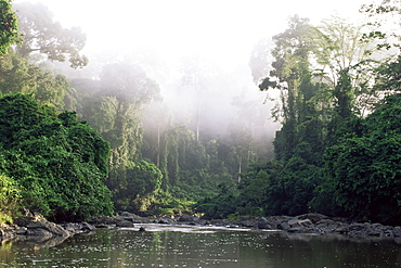 Rainforest, Danum Valley, Sabah, Malaysia, island of Borneo, Southeast Asia, Asia