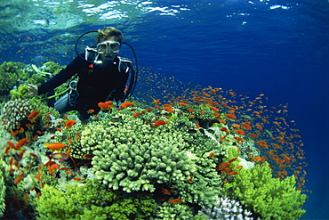 Diver with Anthias fish swimming around hard coral, Laguna Reef, Straits of Tiran, Red Sea, Egypt, North Africa, Africa