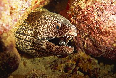 Spotted moray eel (Gymnothorax moringa) feeds in the open during the night, Tobago, West Indies, Caribbean, Central America