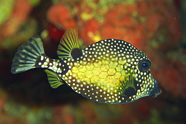 Smooth trunkfish (Lactophrys triqueter), Tobago, West Indies, Caribbean, Central America