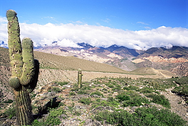 Cardones growing in the desert at 3000 metres, near Alfarcito, Jujuy, Argentina, South America