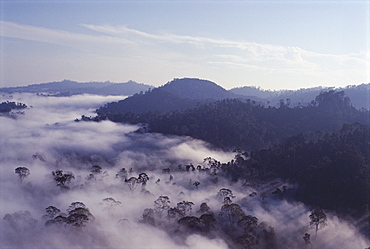 Dawn mists clearing over virgin dipterocarp rainforest, tallest in the world, Danum Valley, Sabah, island of Borneo, Malaysia, Southeast Asia, Asia