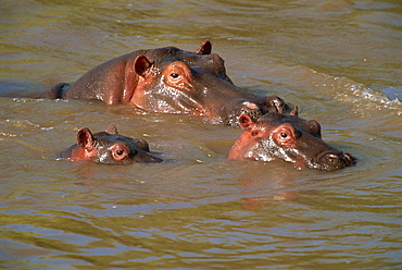 Hippos (Hippopotamus amphibius) relaxing in the Mara River, Masai Mara, Kenya, East Africa, Africa