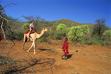 Camel safari, Laikipia, Kenya, East Africa, Africa