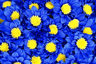 Blue Chrysanthemums