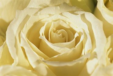 Portrait of a white rose corolla