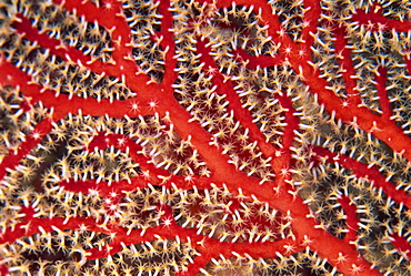 Close-up of red sea fan, member of the octocoral family, Subergorgia species, Fiji, Pacific