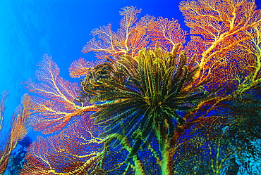 Featherstars perch on the edge of Gorgonian Sea Fans to feed in the current, Fiji, Pacific Ocean