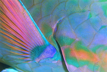 Close up detail of a Parrotfish fin, Scarus sp, Thailand