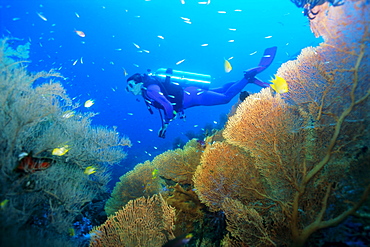 Underwater diver swimming above reef, with orange sea fan, Similan Island, Thailand, Asia