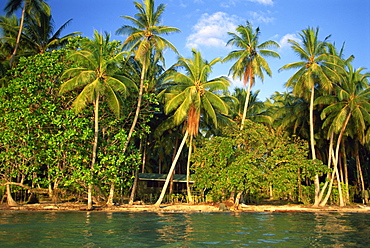 The beach, palm trees and cottages of Uepi Island resort in the Solomon Islands, Pacific Islands, Pacific