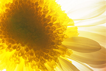 Portrait of a white and yellow chrysanthemum flower, underlit