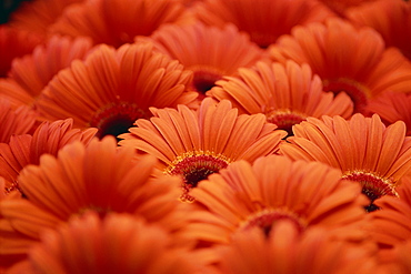 Close-up of Gerberas