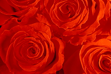 Close-up of Roses