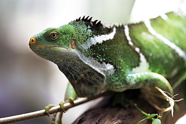 Fijian crested iguana, endemic to Fiji, Brachylophus vitiensis, one of the world's rarest reptiles, Kulu Wildlife Park, Fiji, Pacific Islands, Pacific