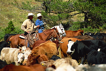 Cattle round-up in high pasture, Lonesome Spur Ranch, Lonesome Spur, Montana, United States of America, North America