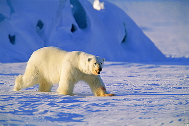 Male Polar Bear(Ursus maritimus) in spring, Svalbard/Spitsbergen, Arctic