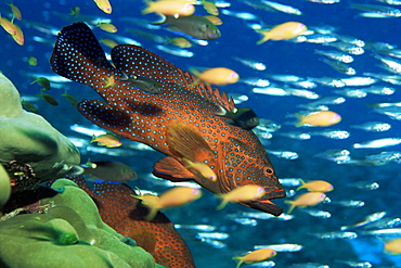 Coral grouper hangs motionless as it awaits small fish prey, Cephalopholis miniata, Simian Islands, Thailand, Southeast Asia, Asia