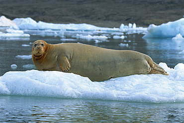 Bearded seal on ice, Svalbard, Arctic, Norway, Scandinavia, Europe