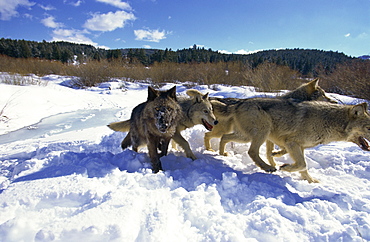 Wolves (canis lupis), Animals of Montana, Montana, United States of America, North America